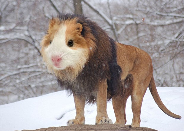 two animals combined photoshop