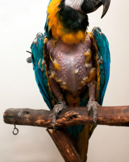 Displaced: Pictures of Illegally Imported Animals Being Rehabilitated ...