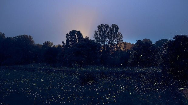 Dazzling Long Exposures Capture the Fireflies of Japan