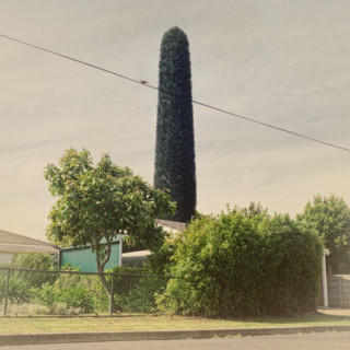 Photos of Cell Phone Towers Disguised as Fake Trees | PetaPixel