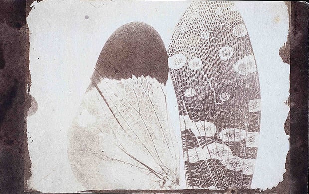 800px-Photomicrograph_of_insect_wings_-_By_William_Henry_Fox_Talbot