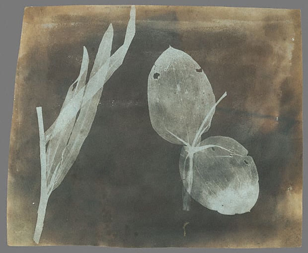 William_Henry_Fox_Talbot_-_Leaves_of_Orchidea_edited-1