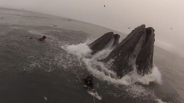 A still frame showing how close the whales came to getting a mouthful of diver