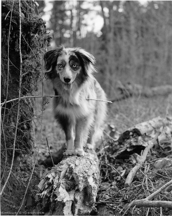 The Finished Print on Rollei Vintage 314