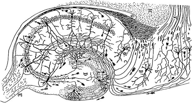 CajalHippocampus-e1377361336703