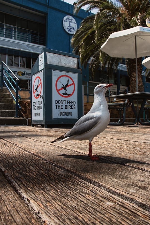 Go low: the Vari-Angle LCD allowed me to juxtaposition the "no-feeding" sign close to the seagull.