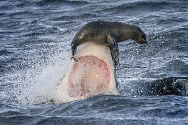 great-white-shark-seal-sequence