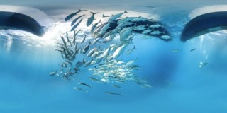 Beautiful Underwater Panoramas are Being Used to Help Scientists Save ...