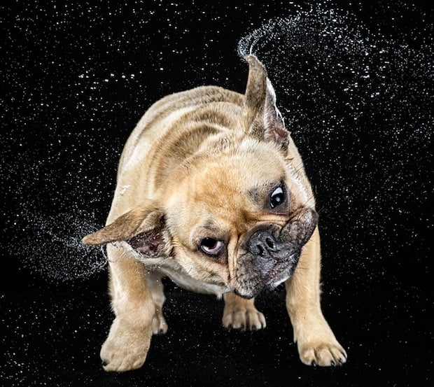 Dog shaking hot sale water