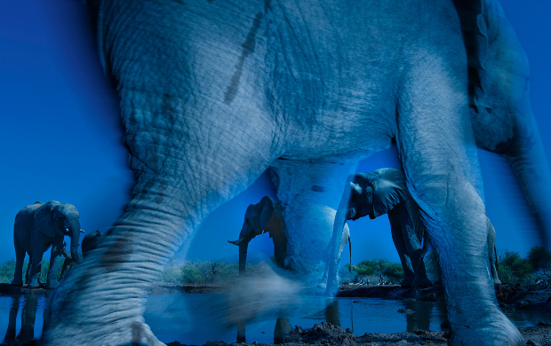 Photographer Tracks Down Ultra-Rare Black Panther in Africa