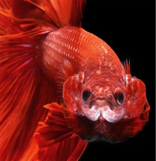 Photo Series Captures the Stunning Beauty of Siamese Fighting Fish ...