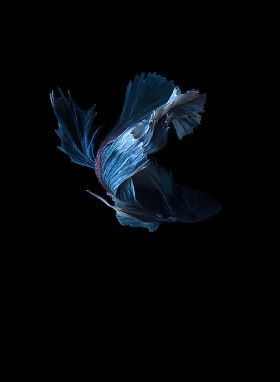Photo Series Captures the Stunning Beauty of Siamese Fighting Fish ...