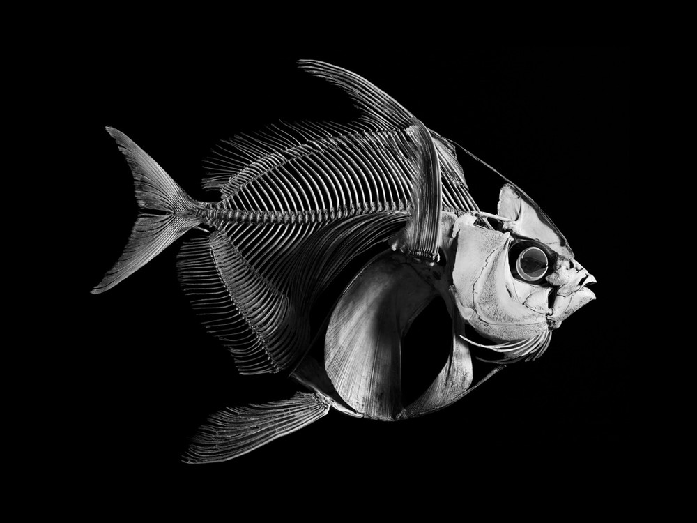 Opah. Lampris Guttatus. Western Atlantic Ocean (L. 1,10 m) © Patrick Gries