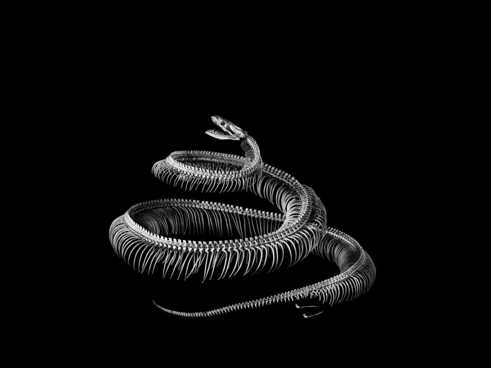 Python. Python sp. Tropical Africa, Asia and Australia (L. 2,30) © Patrick Gries