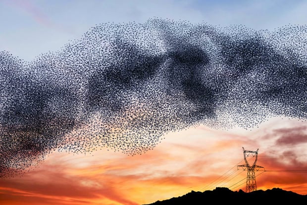 murmurations3