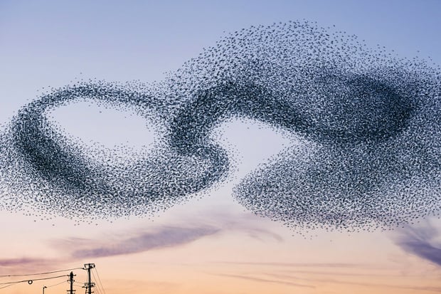 murmurations5