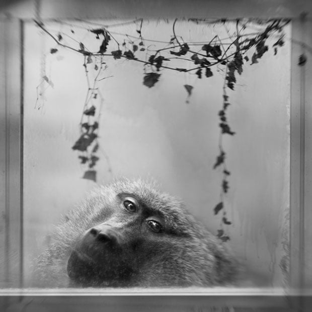 anneberry-baboon-in-window