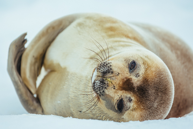 Weddell seal.
