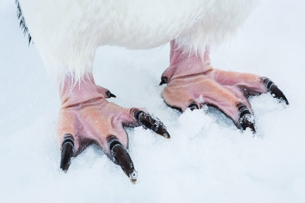 Adelie Penguin feet.