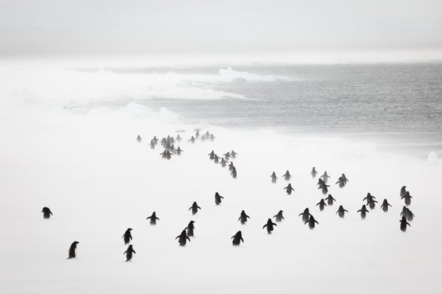 Adelie Penguins in a blizzard, East Antarctica.