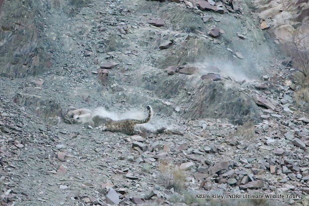 The Blue Sheep loses its footing but in the process kicks gravel and dust into the Snow Leopard’s face temporarily blinding the predator and allowing the sheep to escape the attack