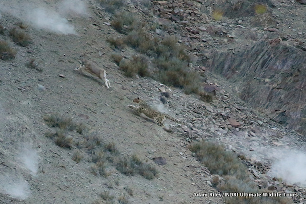 Dust trails ahead of the young sheep indicate the direction of escape of the adult sheep. The Snow Leopard’s target chooses the upper route and pulls away from the Snow Leopard