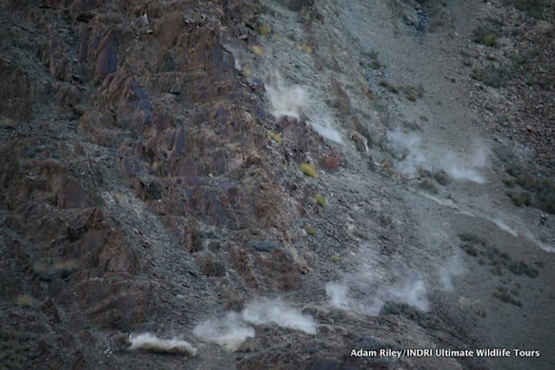 Both the adult Blue Sheep can be seen in this image, one at the bottom left and other at the top left. Towards the centre of the image is the young Blue Sheep with the Snow Leopard right behind