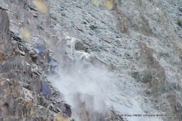 The Blue Sheep and Snow Leopard make about turns, notice how the Snow Leopard’s huge tail assists its balance