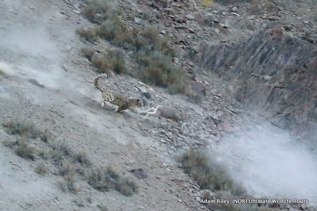 The Snow Leopard makes its second attack and stretches its paw out to ankle-tap the sheep