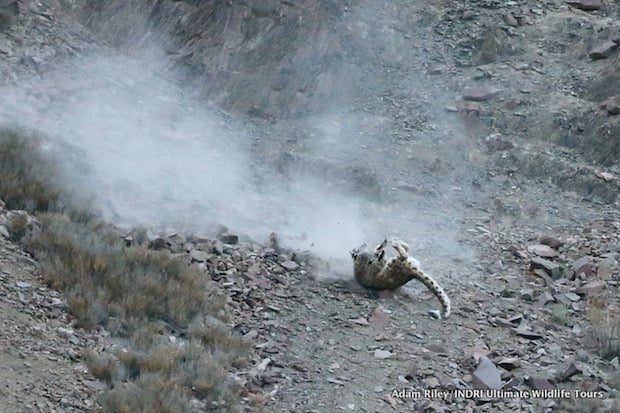 Contact is made and the Snow Leopard immediately latches onto the sheep’s throat