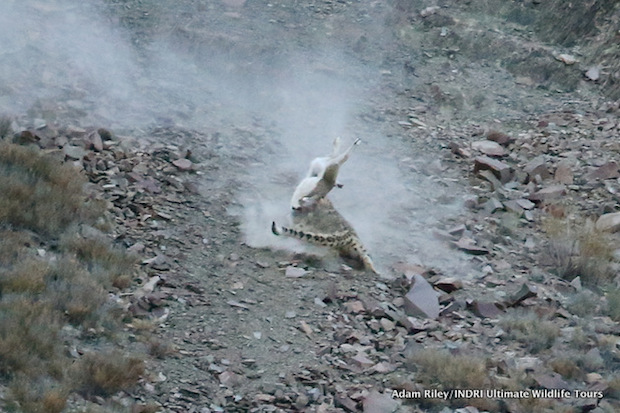 Predator and prey tumble head over heels down the steep and rugged slope