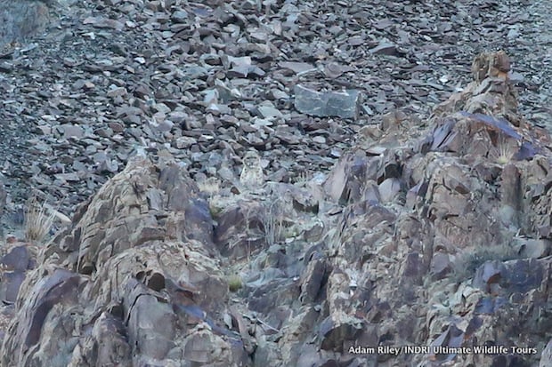 Snow Leopard peering over a rocky outcrop in the Tarbung Valley