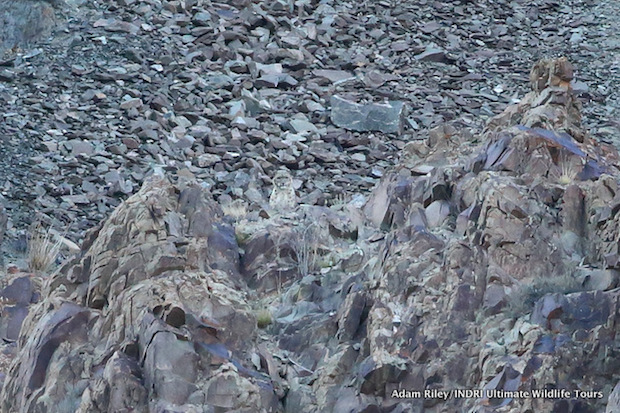 Snow Leopard peering over a rocky outcrop in the Tarbung Valley