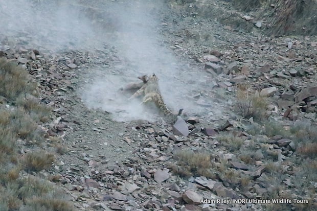Finally the Snow Leopard manages to take control of the situation, still firmly attached to the sheep’s throat