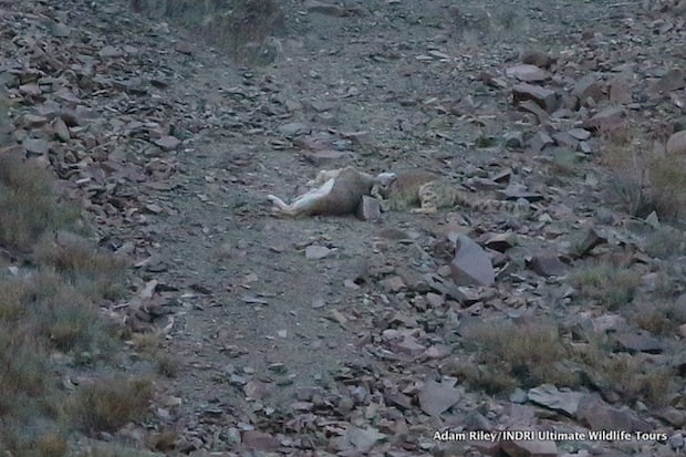 The Snow Leopard spends three minutes suffocating its prey