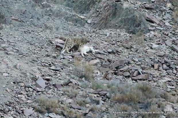 The Snow Leopard begins to drag its victim back into the rocky outcrop from where it had attacked