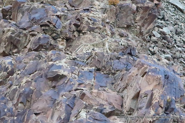 The Snow Leopard drags the sheep across the rocky outcrop and out of view of the observers before it begins to feed