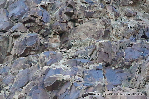 The Snow Leopard slinks into a fault line in the rocks above the grazing Blue Sheep