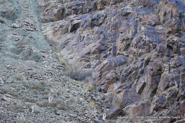 The three Blue Sheep unwittingly approach the rocky outcrop, the Snow Leopard’s head is visible at the very top middle of the image