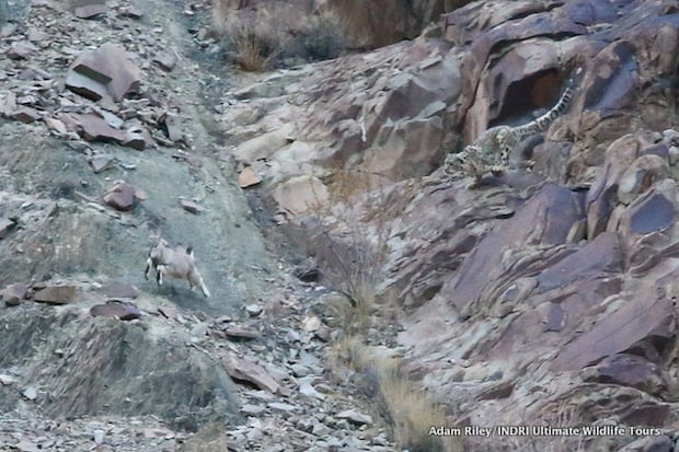 The Snow Leopard launches its attack and bounds down the rocks towards the young Blue Sheep which turns tail and flees
