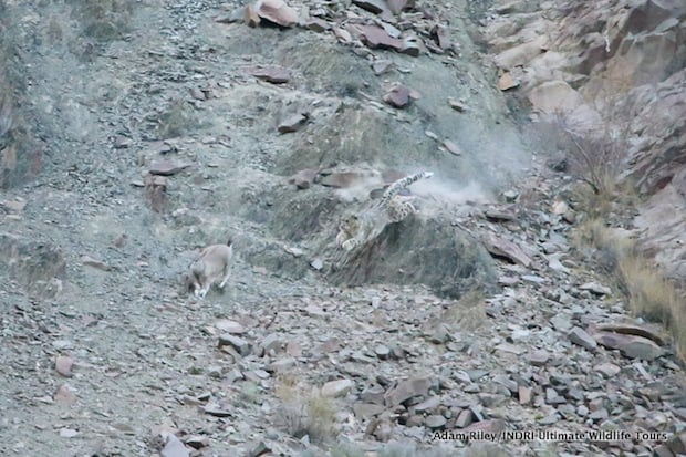 The Snow Leopard’s great leaps allow it to gain ground on the young sheep