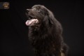 Beautiful Portraits of Black Dogs Help these Oft-Overlooked Pets Find a ...