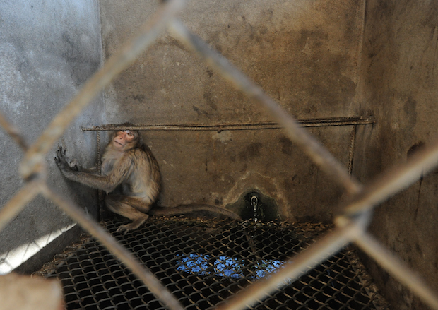 A terrified macaque at a monkey breeding farm in Laos attempts to hide behind a small metal rod inside his cage. Macaque breeding farm in Laos - Credit: Jo-Anne McArthur/We Animals