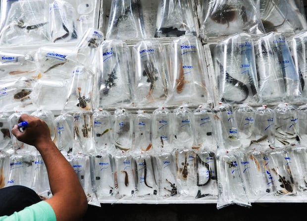 Chatuchak Market - Thailand - Credit: Jo-Anne McArthur/We Animals