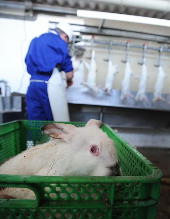 Next for Slaughter - Spain - Credit: Jo-Anne McArthur/We Animals