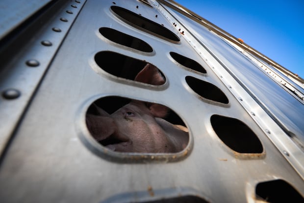 Pig Going to Slaughter - Canada - Credit: The Ghosts in Our Machine/We Animals