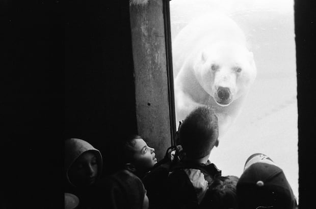 Polar Bear at the Zoo - Canada - Credit: Jo-Anne McArthur/We Animals