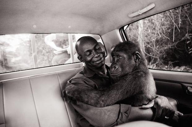 Rescued From the Bush Meat Trade - Cameroon - Credit: Jo-Anne McArthur/We Animals