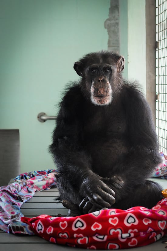 Ron, surrounded by one of his famous nests. Save the Chimps. - Credit: Jo-Anne McArthur/We Animals