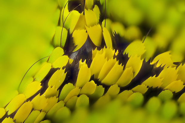 Birdwing butterfly vein junction